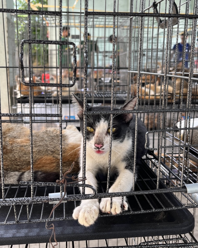 Major Cat Meat Crime Ring Busted in Vietnam