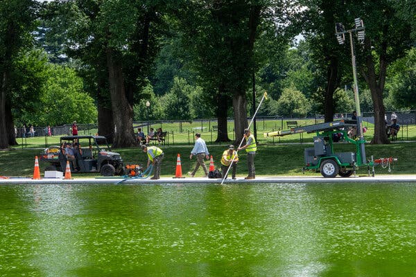 Reflecting Pool Revamp Marred by Algae