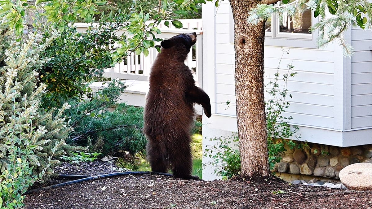 Black Bears Cause Concern Around Lake Tahoe