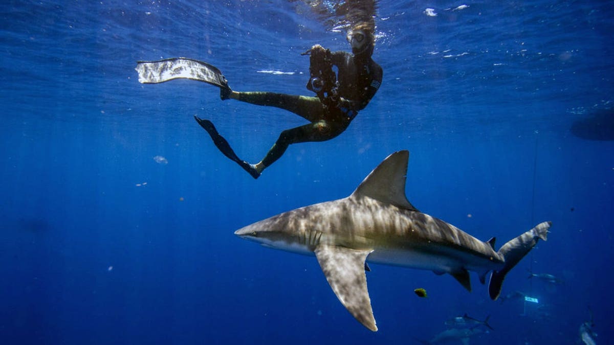 Increasing Shark Encounters: Safety Tips and Strategies