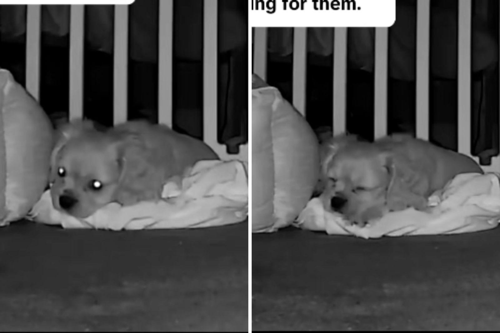 Helping Dogs Cope with Separation Anxiety: Beyond Comfort Objects