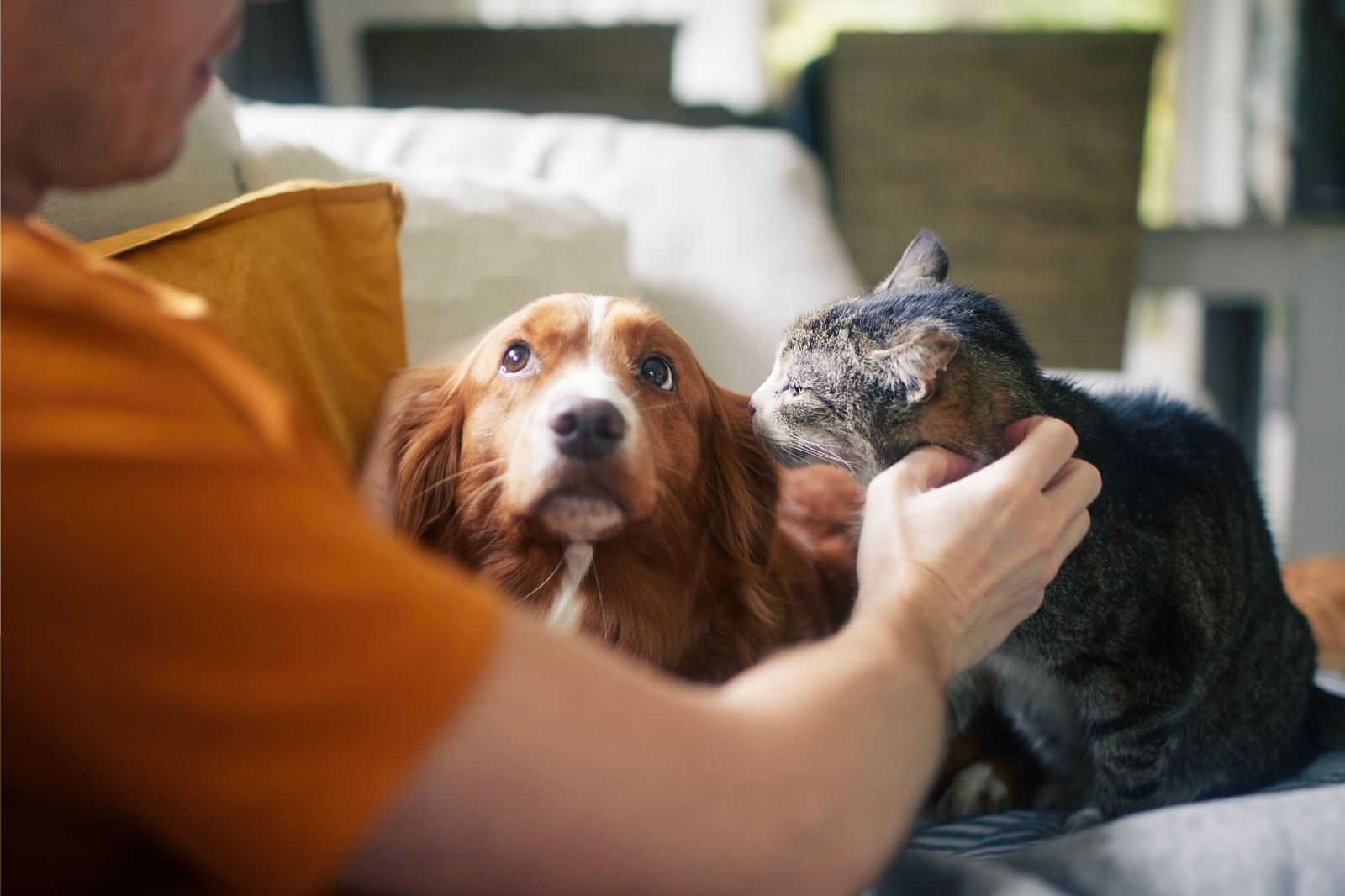 The Complexity of the Human-Animal Relationship and Its Impact on Health