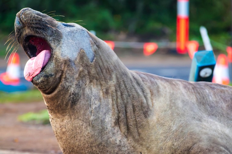 Neil the Elephant Seal Causes Stir: Fame, Fans, and Challenges
