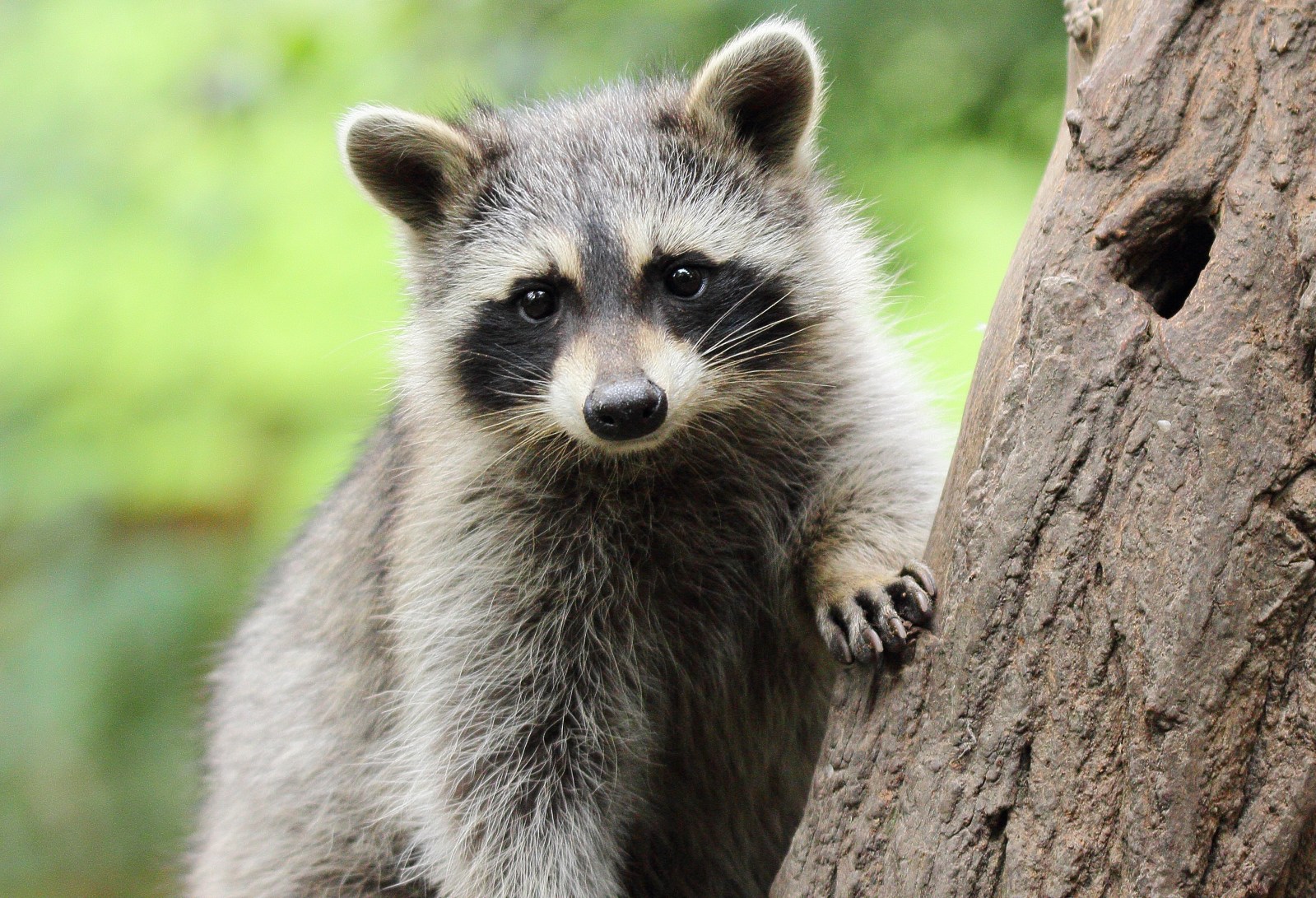 The Life and Challenges of Jimothy, the Internet-Famous Raccoon
