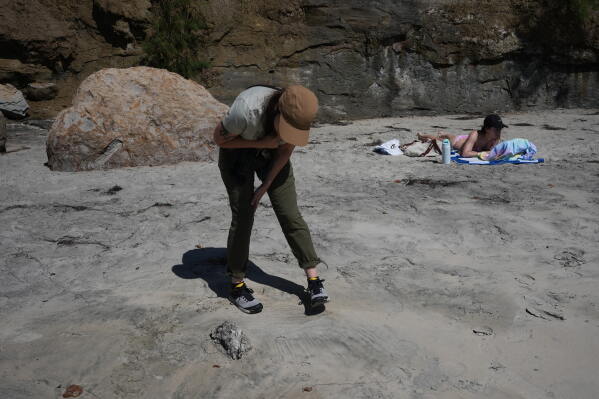 Impact of Marine Heat Waves on Seabirds Along the California Coast