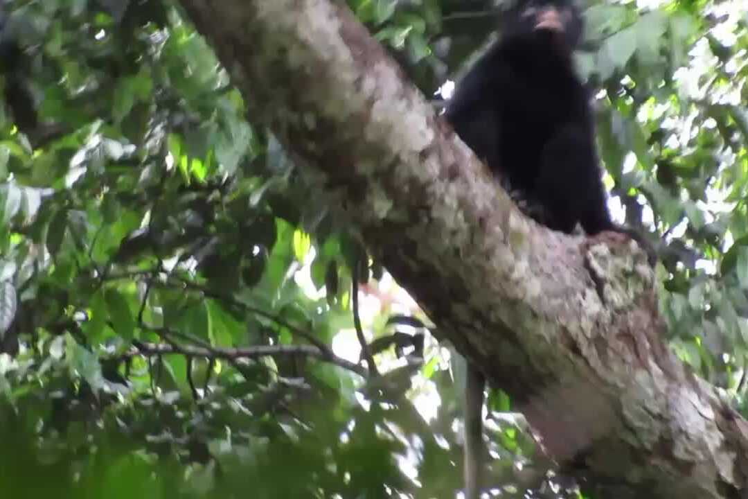 New Monkey Species Discovered in Congo