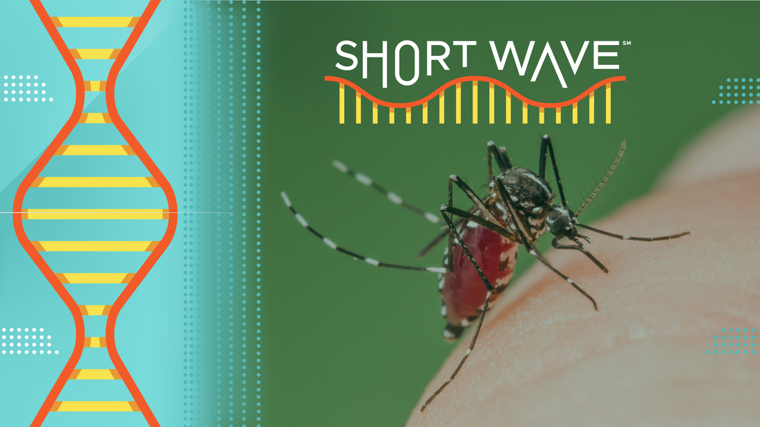 Risks and Prevention of Increased Mosquito Activity Due to Climate Change