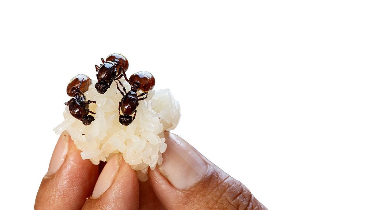 South Korean Restaurant Faces Legal Action for Serving Ants