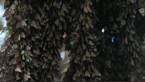 Inside the Monarch Butterfly Migration