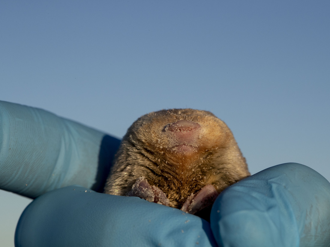 The Quest to Rediscover Lost Species
