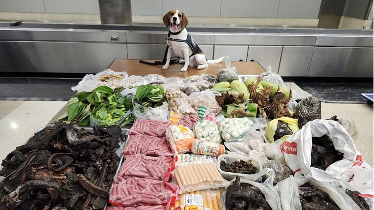 CBP and California Department of Fish and Wildlife Uncover Smuggling Attempts at U.S. Borders