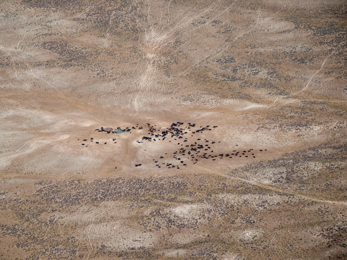 Federal Regulations on Public Lands Grazing Face Overhaul