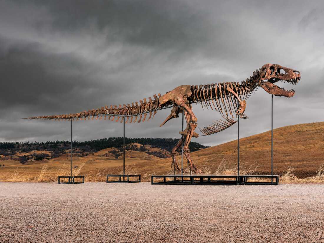 Tyrannosaurus Rex Fossil ‘Gus’ Sells for Record Price at Auction