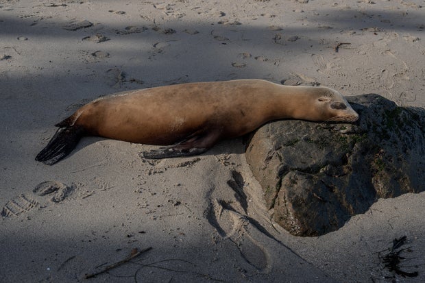 Federal Investigation Launched After Sea Lion Kicking Incident in California