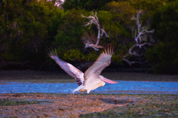 Changes to the Endangered Species Act Under Trump’s Administration