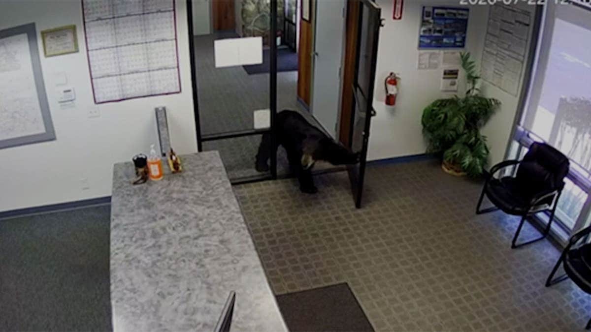 Black Bear Visits California Office, Leaves Without Incident