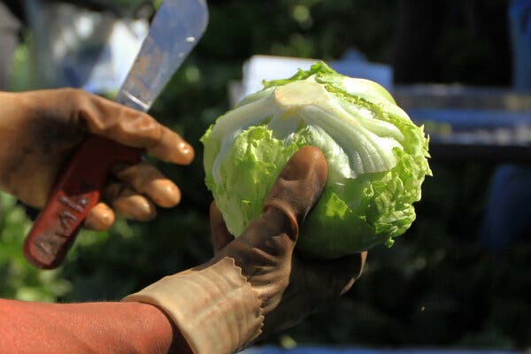 CDC Links Cyclosporiasis Outbreak to Taco Bell Lettuce