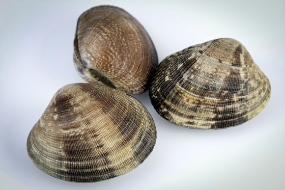Invasive Manila Clams Found Off New England’s Coast