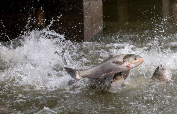 Invasive Carp Project Halted, Sparking Concerns Over Great Lakes