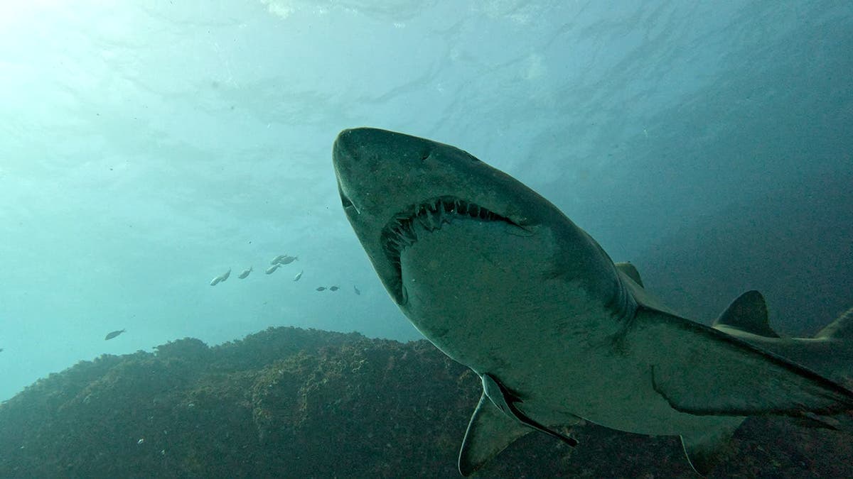 Preventing Shark Attacks with Shark-Surveillance Technology