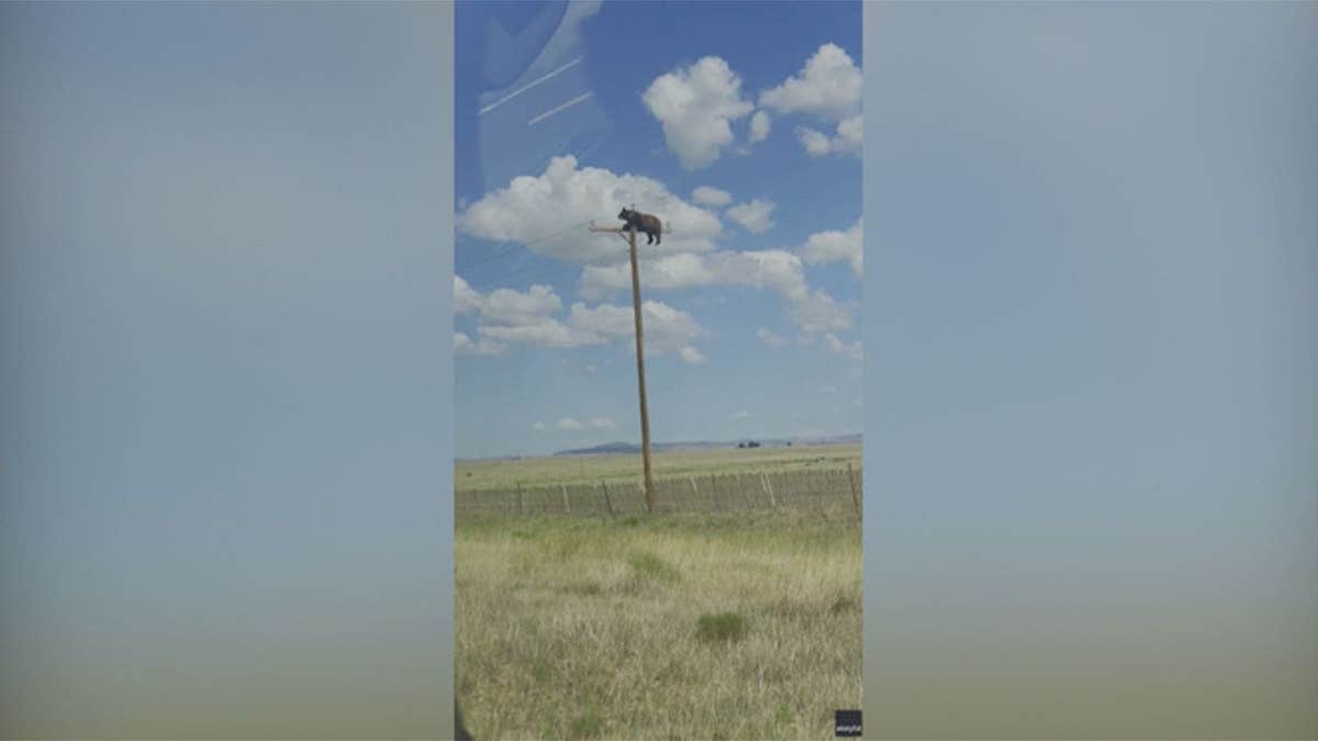 Bear in New Mexico Climbs Utility Pole and Meets Tragic End