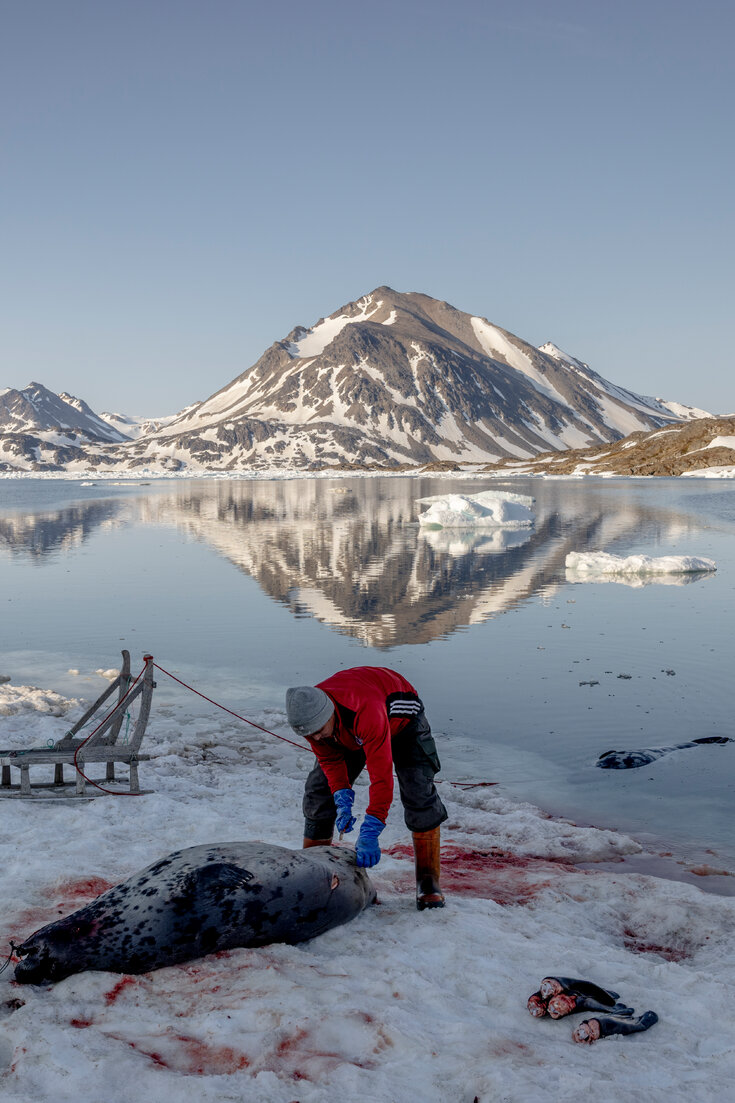 Seal Hunting in Greenland: Tradition and Controversy