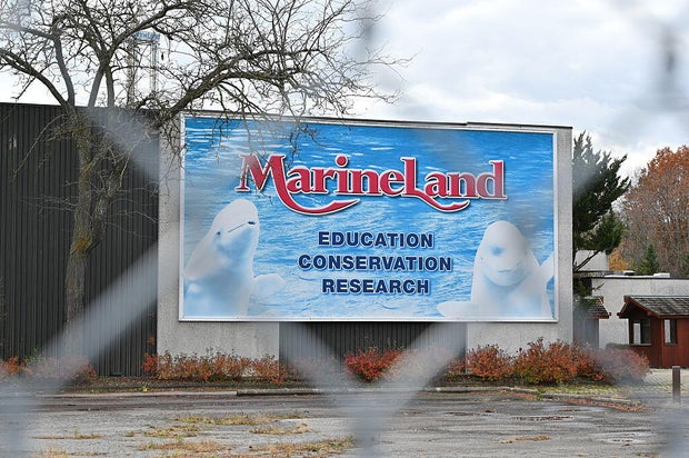 Beluga Whales to be Relocated from Marineland