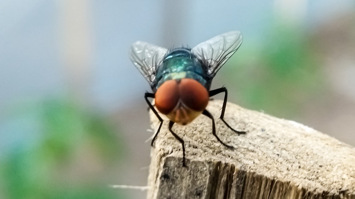 Understanding the Threat of the New World Screwworm