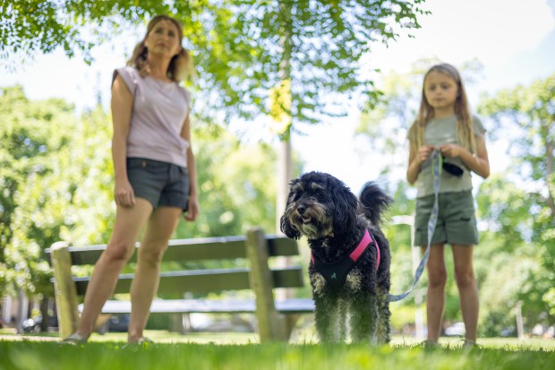 Rise in Tick Activity in Illinois: Causes and Impacts