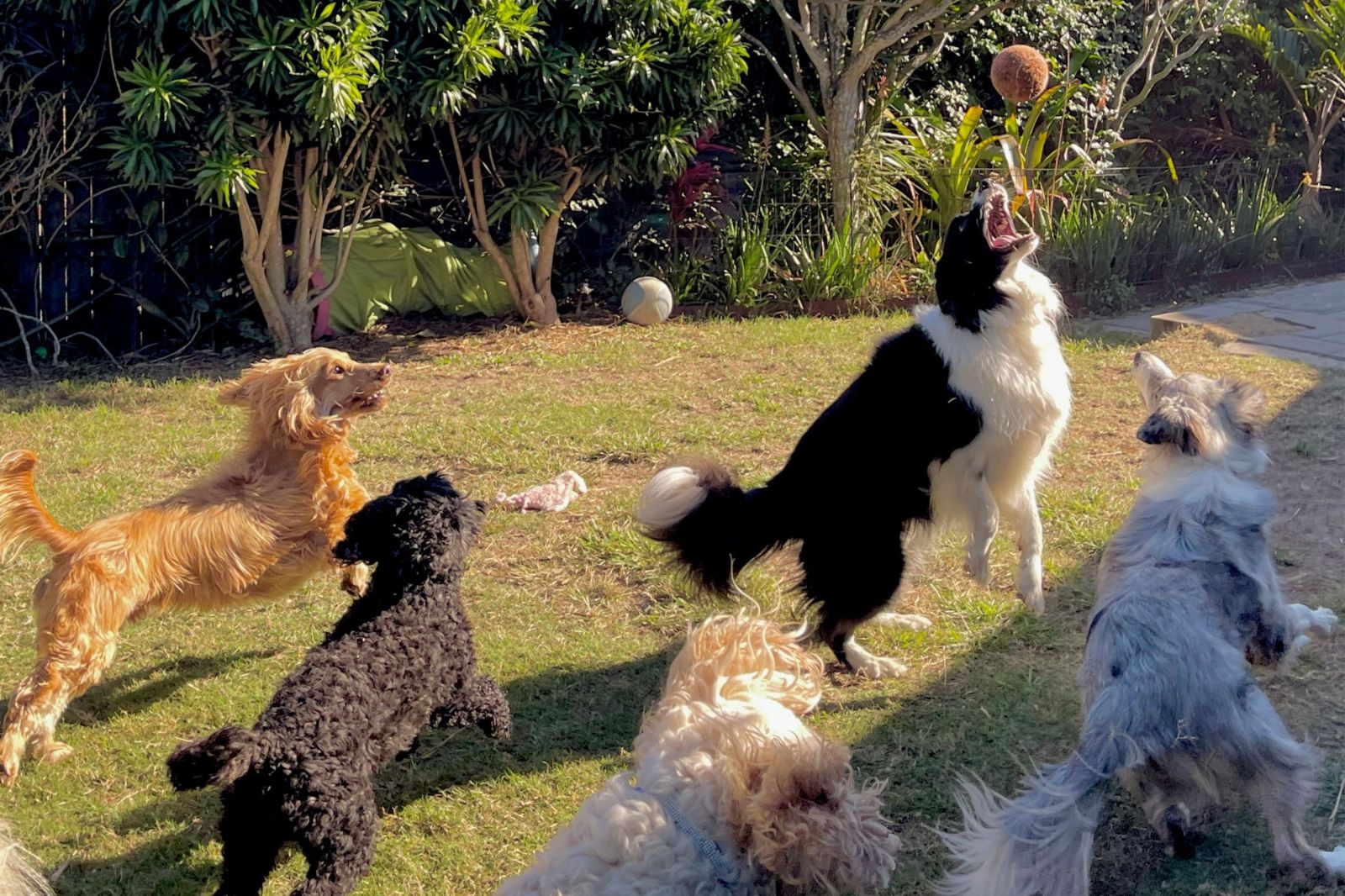 How to Tell if Your Dog Enjoys Daycare