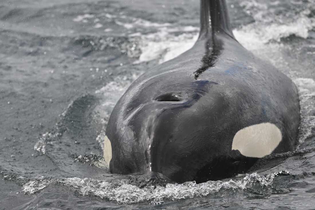Orcas Display Surprising Behavior by Ramming Sunfish