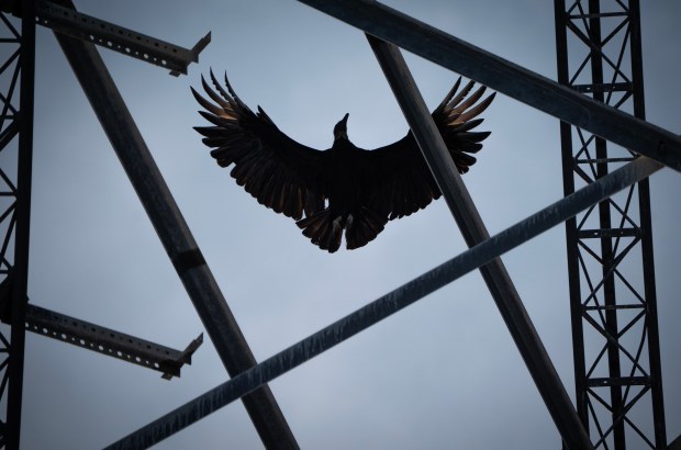 Facing the Threat of Black Vultures in Southern Illinois