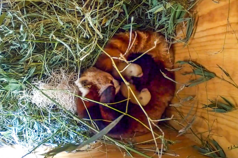 Red Panda Cub Deaths at Santa Barbara Zoo
