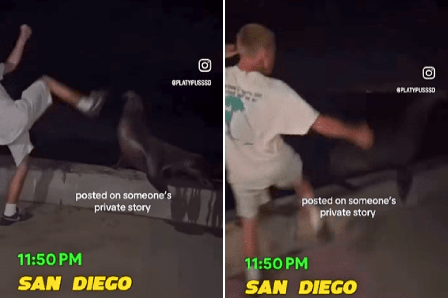 Investigation and Outrage Over Sea Lion Abuse Incident in California