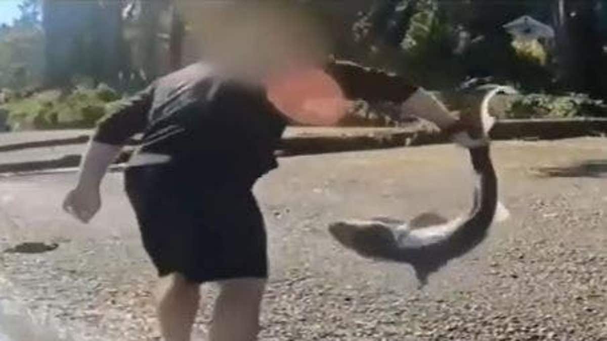 Oregon Man Charged for Illegally Catching Protected Sharks in Puget Sound