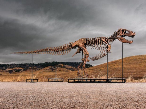 Tyrannosaurus Rex Skeleton Sets Record at Auction