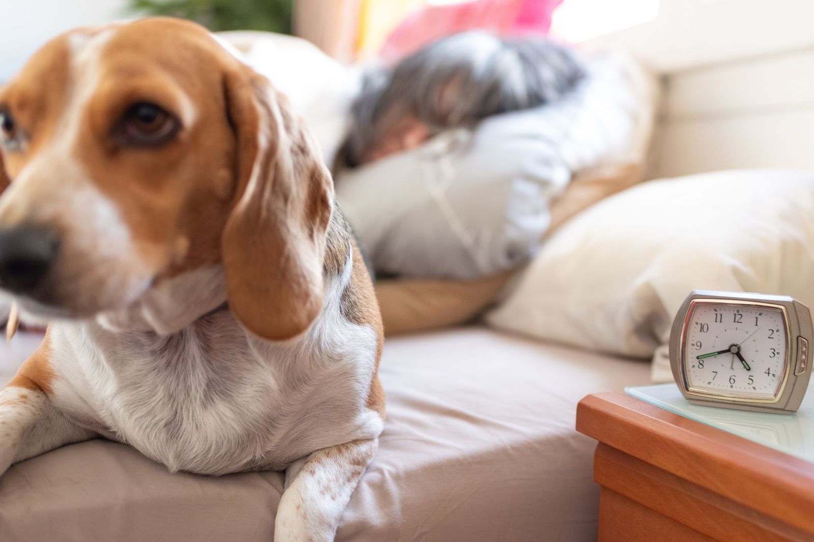 Potential Impact of Permanent Daylight Saving on Pets