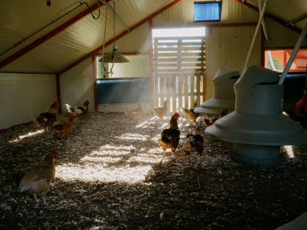Heatwave Causes Massive Deaths of Chickens in France