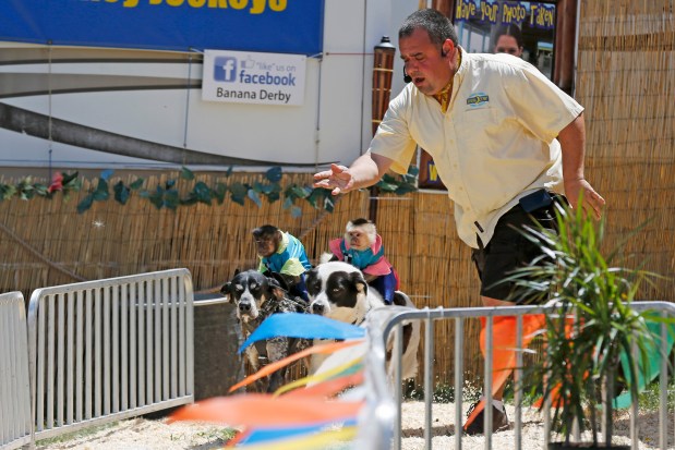 Illinois Bans Using Primates and Big Cats in Traveling Shows