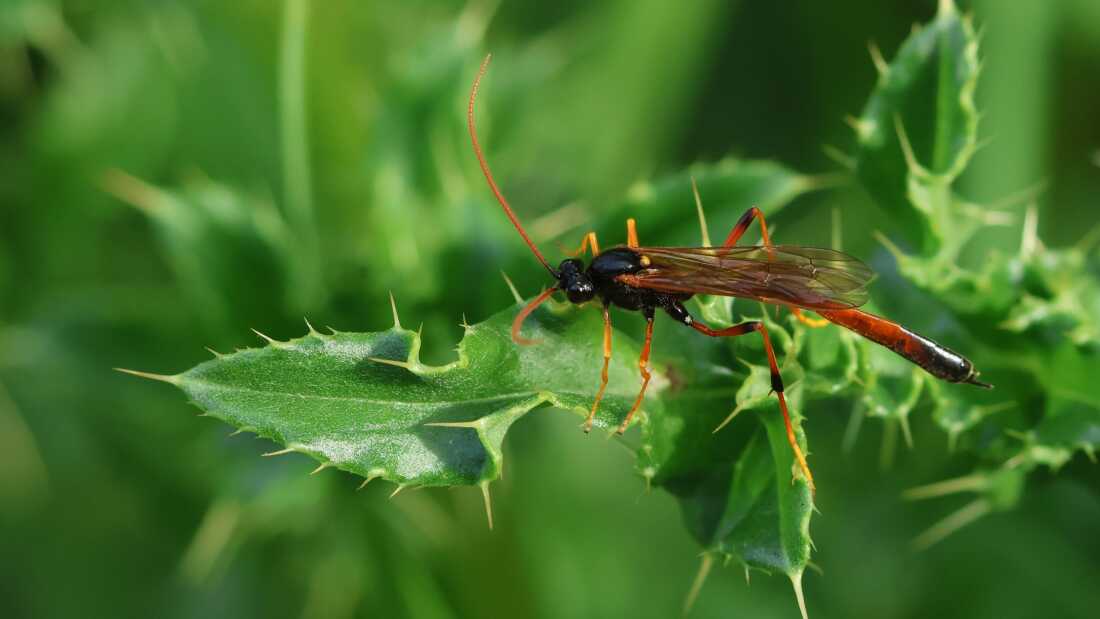 Insect Species Count May Be Vastly Undervalued, New Study Reveals