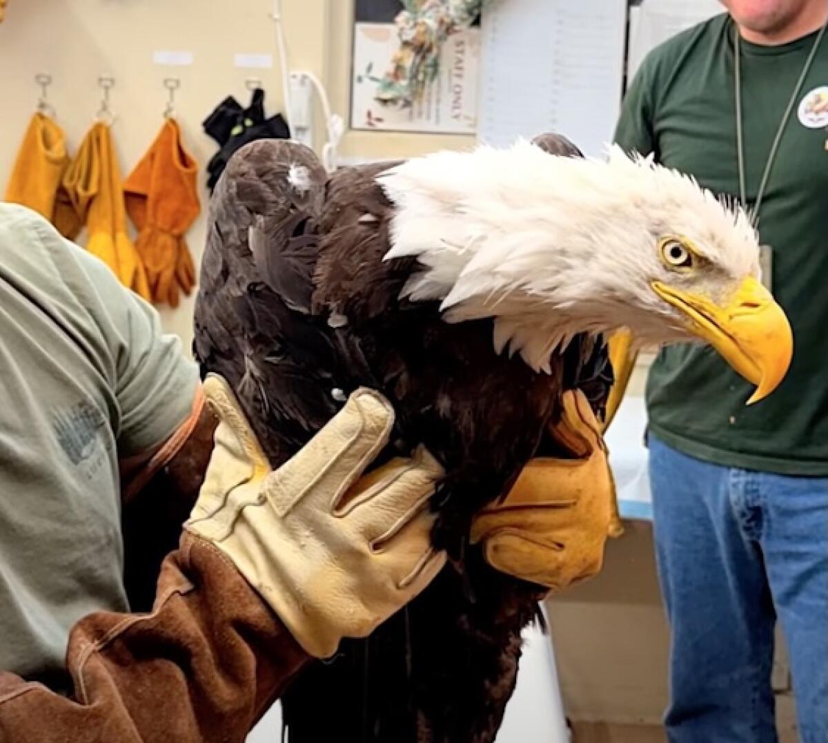 Beloved Eagle ‘Jackie’ Likely Rescued Near Big Bear