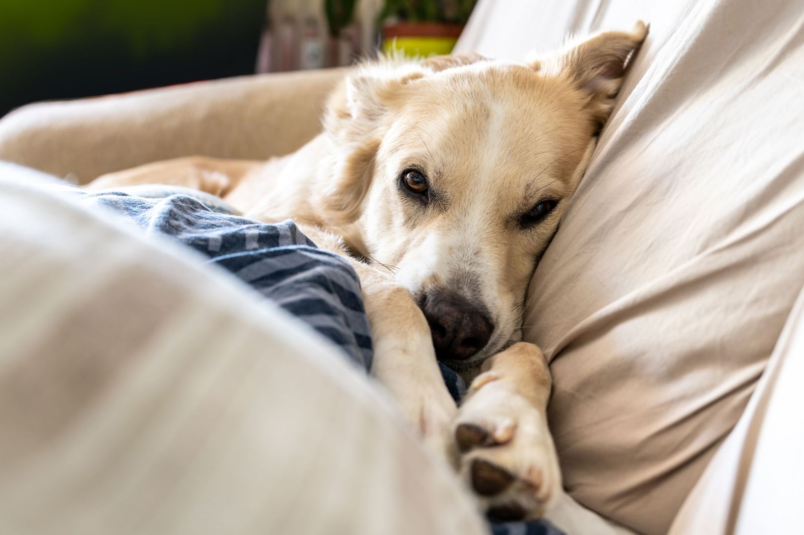 Understanding Your Dog: More Than Just Quietness