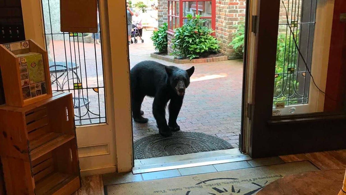 Bear’s Surprise Visit to Gatlinburg Tea Shop During Couple’s Anniversary