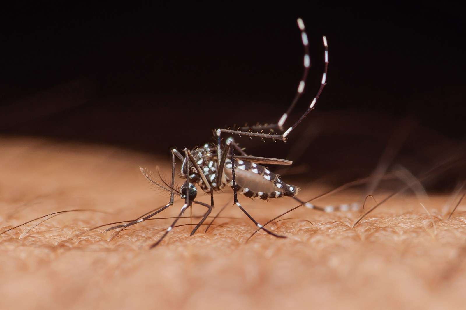 West Nile Virus Cases Surge Across U.S. States