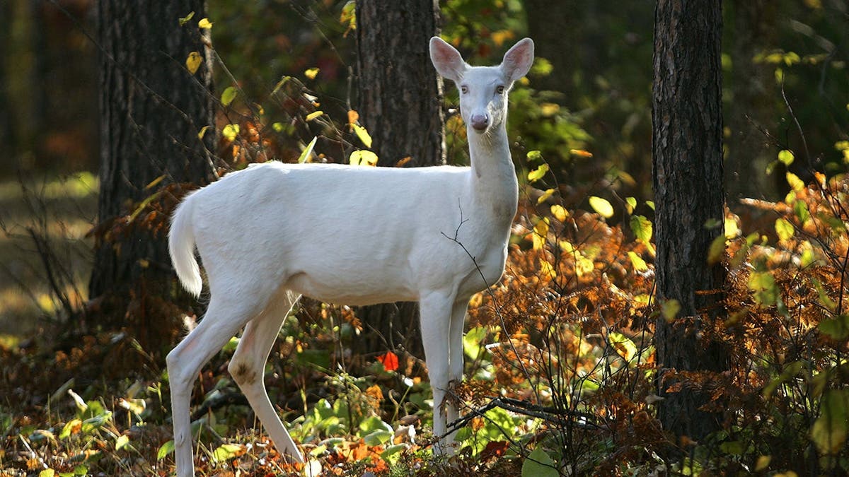Viral Videos Capture Wild and Rare Natural Moments