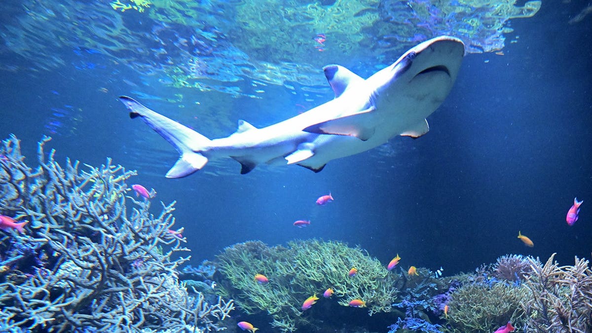 Blacktip Sharks Extend Range on East Coast Due to Warming Seas