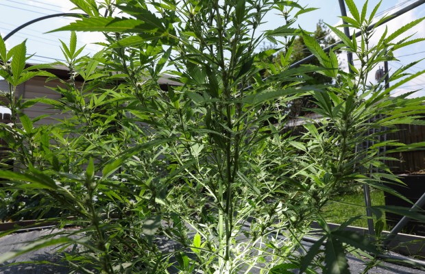 Illinois Proposes Outdoor Cannabis Cultivation