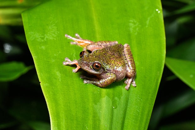 Discovery of a New Frog Species in Costa Rica’s Coffee Plantations