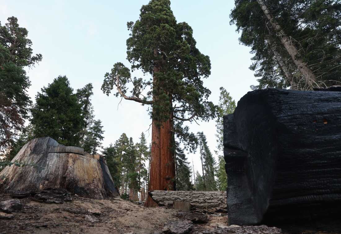 Trump Administration Seeks to Roll Back Roadless Rule in U.S. Forests