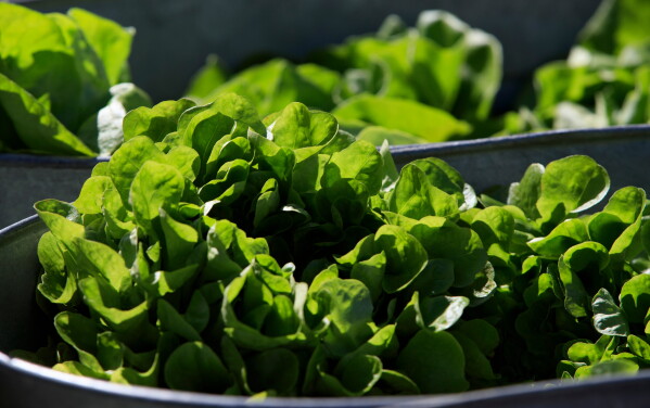 Parasitic Illness Outbreak in the U.S. Linked to Iceberg Lettuce